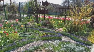 Обзор красивого весеннего цветника!