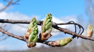 Середина весны в Орловской области, 16 апреля