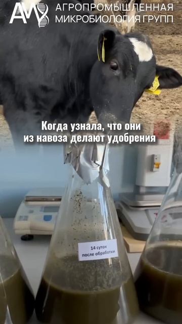 животноводство кормозаготовка молочноеживотноводство крс навоз переработкаотходов сенаж кфх