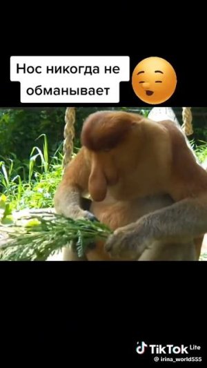 Эх, что-то нос чешется!.. 🤣