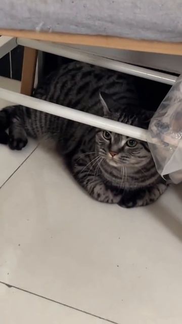 Котик практикует иностранный язык