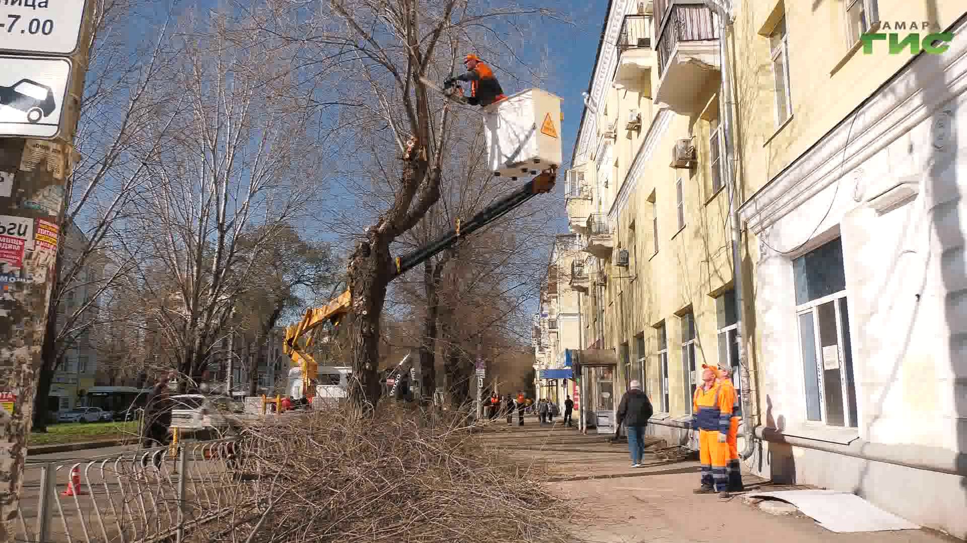 В апреле на улицах Самары высадят 800 деревьев