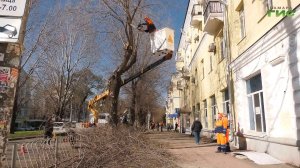 В апреле на улицах Самары высадят 800 деревьев
