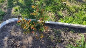 Самоя главная и важная подкормка роз весной. Первая обработка роз.