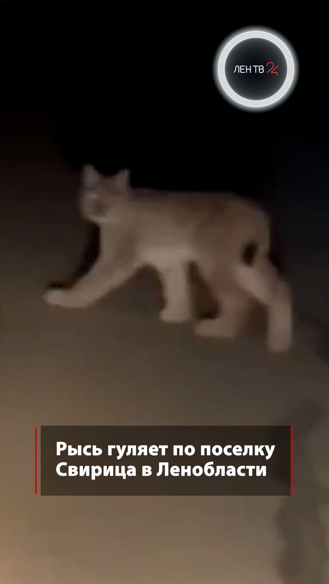 Рысь гуляет по поселку Свирица в Ленобласти