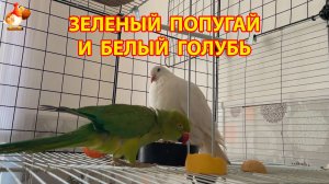 Зеленый попугай и белый голубь – лучшие друзья (4)