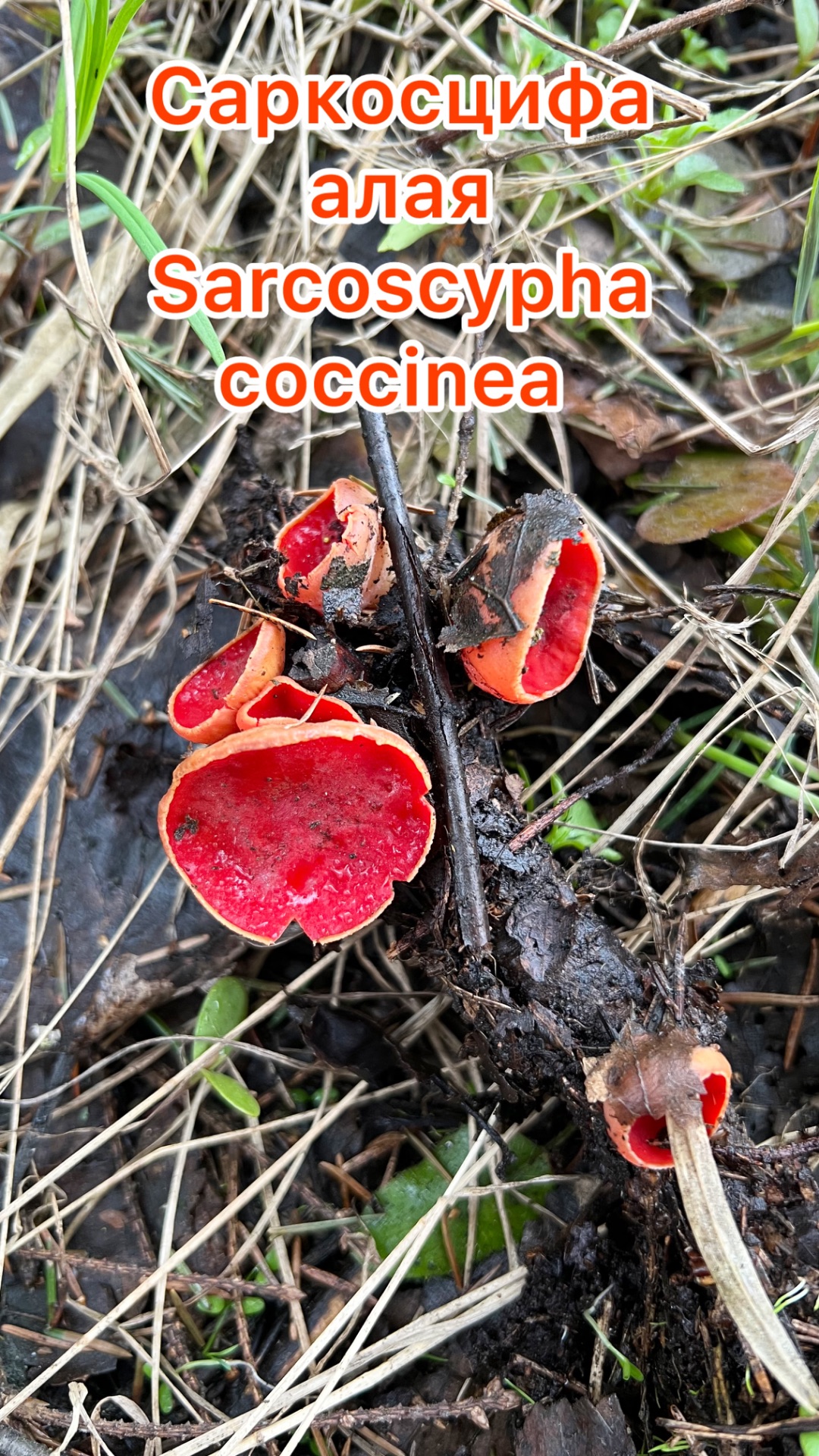 Подмосковье 15 апреля 2026 года