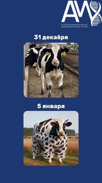 Коротко о том как прошли первые дни января  зоотехния кормозаготовка крс животноводство апк
