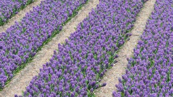 Какой лук буду сажать.  Сергей ложит плитку в теплице я наполняю гряды перегноем  и мои посадки.