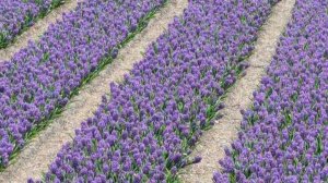 Какой лук буду сажать. 🧅 Сергей ложит плитку в теплице я наполняю гряды перегноем , и мои посадки.