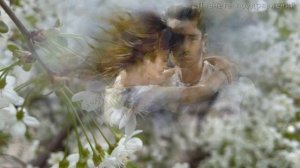 Расцвела под окошком белоснежная вишня