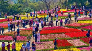 ПАРАД ТЮЛЬПАНОВ в КРЫМУ 2026-ЛЮДИ в ВОСТОРГЕ, от КРАСОТЫ! Полный АНШЛАГ в Никитском ботсаду! Ялта