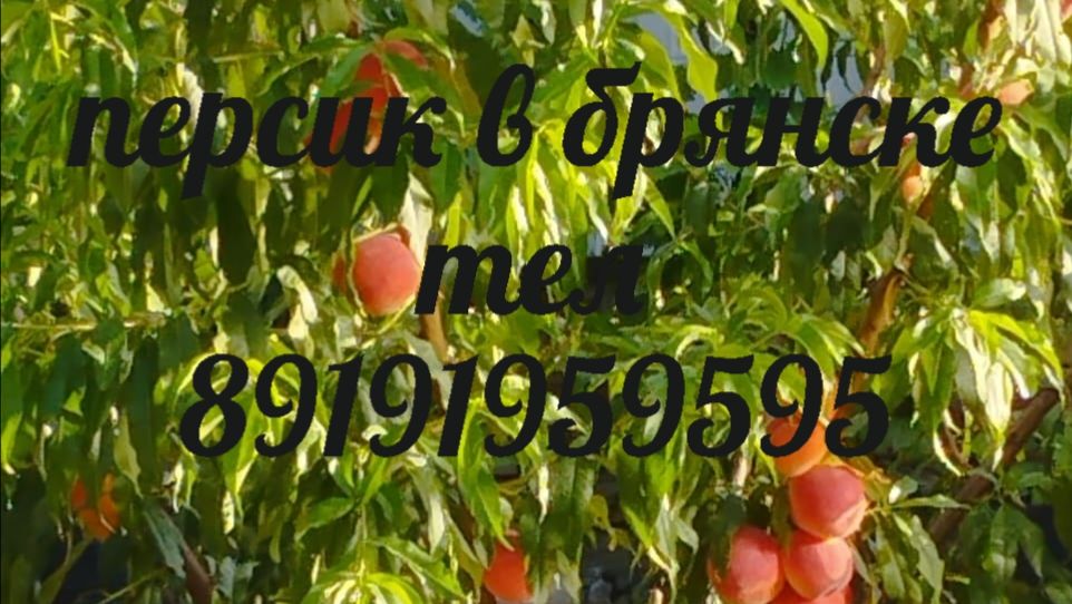 Персик начало цветения .