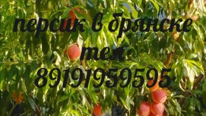 Персик начало цветения .