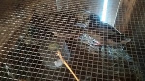 Купили птицу