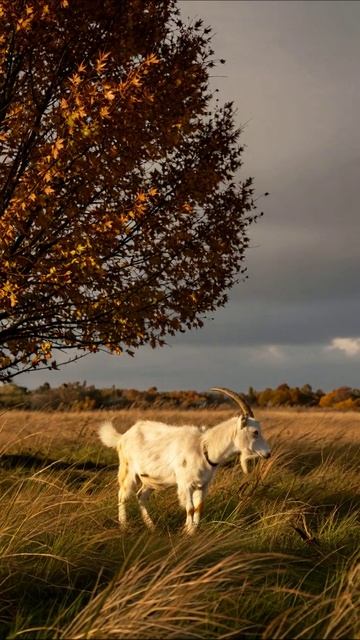 Осень на пастбище: жизнь козы в природе природа осень козы