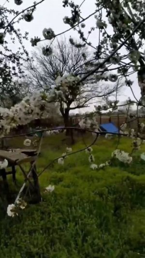 🏡 Дом с Абрикосовым Садом🌳56.5 м2📍35.5 соток💰2 500 000 ₽🚩х. Куликовский🦯89245404992 Виктор С🌴