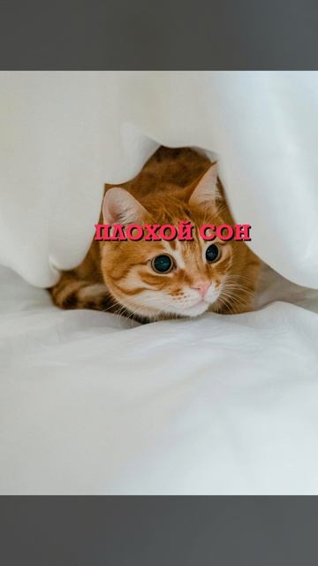 Если вы плохо спите