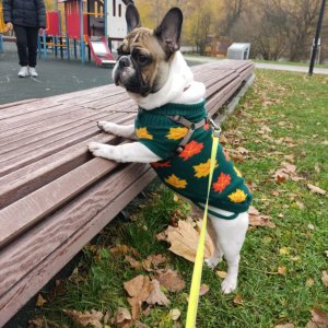 Прогулка с бульдогом