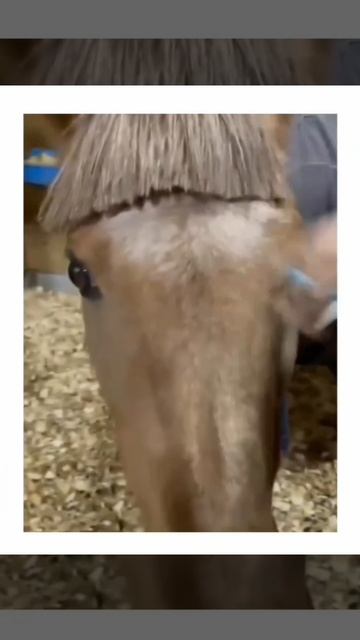 Когда твоя подруга решила сделать чёлку😂