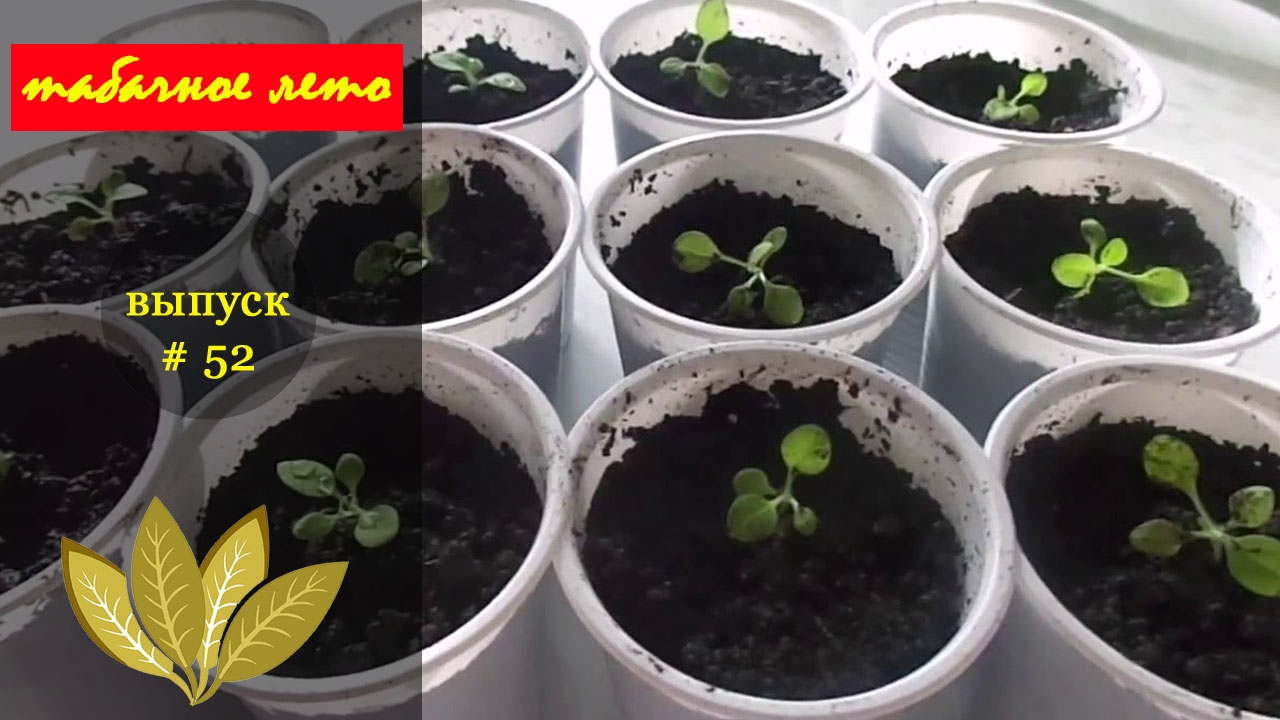 Выпуск #52