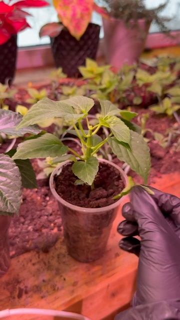 Самый известный декоративный вид шалфея - сальвия