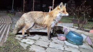 Лиса помечает миску