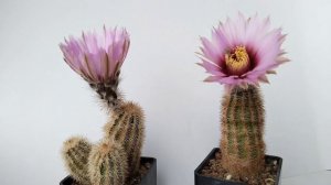 Echinocereus fitchii