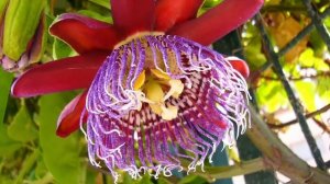 Путешествия прошлых лет, 2005 - 2021 год. Тенерифе, часть 2.