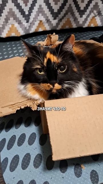 Расслабиться с котами? кот