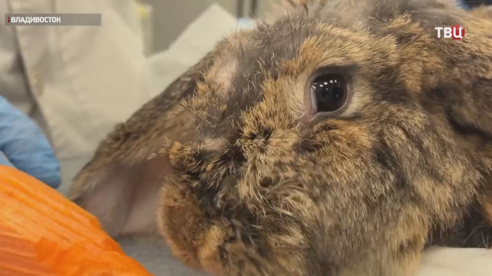 Молодые ученые из Владивостока совершили прорыв в офтальмологии