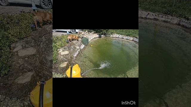 16.04.26 Цыплята Чапик огород. 
Овоскопирование цыплят10 день