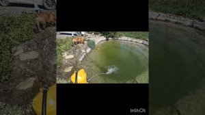 16.04.26 Цыплята, Чапик, огород. Овоскопирование яиц(10 день)