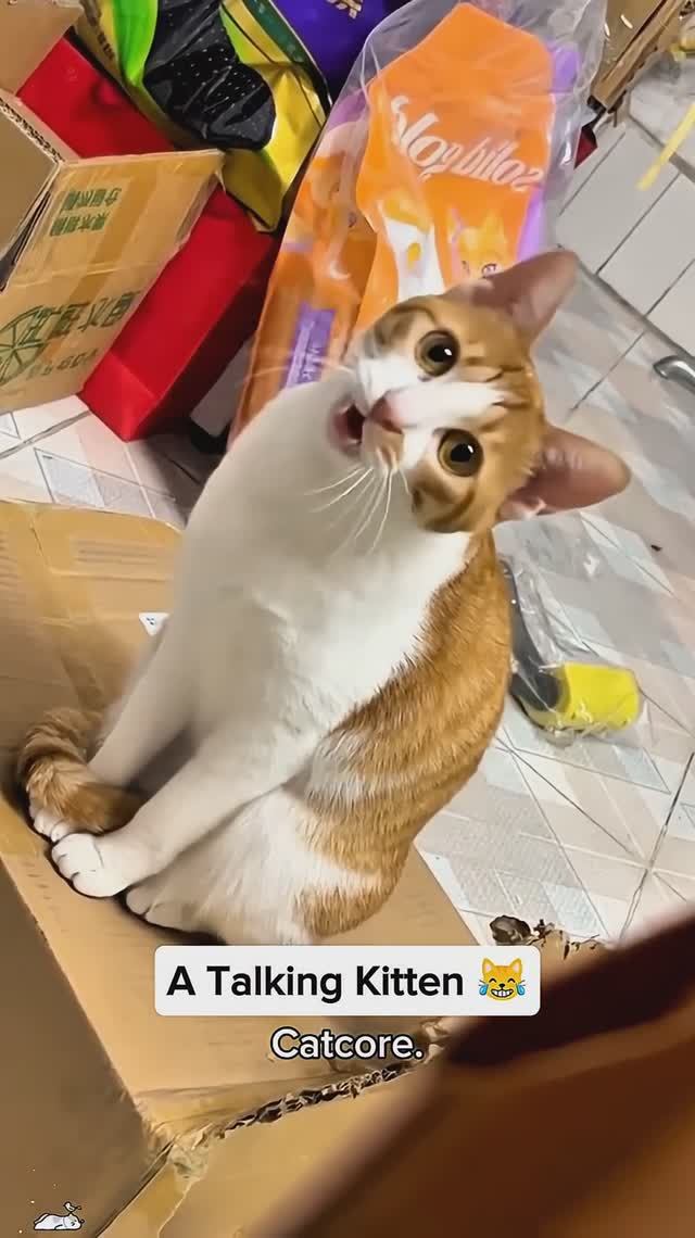 Приколы с Котами! Полный угар🤣🤣🤣 Смех до слез😁😁