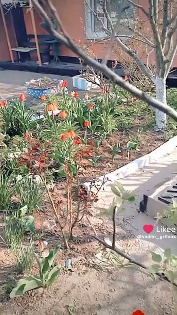 тюльпаны расцвели