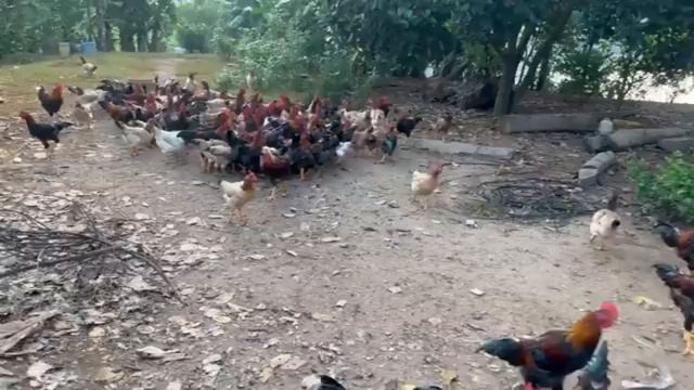 Куриная ферма. Как откармливать взрослых кур. Кормление кур.