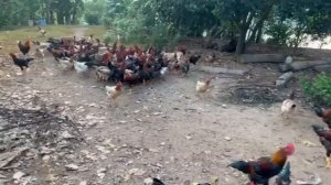 Куриная ферма. Как откармливать взрослых кур. Кормление кур.