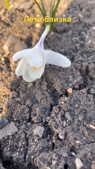 весна2026 дачныйсезон садоводничество цветы крокус огород дача скоролето