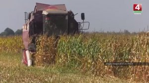 Аграрии «Белоруснефть-Особино» приступили к уборке кукурузы на зерно