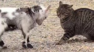 Козлёнок попытался быкануть на кота и пободаться с ним, но пушистый подумал, что с ним ласкаются