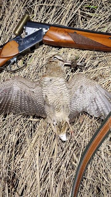 Вальдшнеп ТОЗ-34 и латунка.