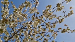 весна на Кубани-2