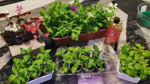 Все замерзло и наступила зима 16 апреля вода прибывает! Спасаю ранний урожай.