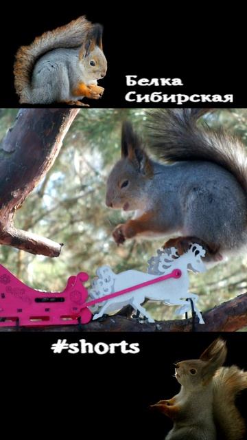 Белка на кормушке тройке весной