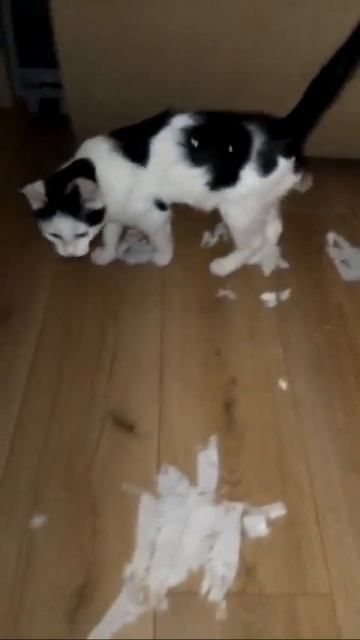 Роки играет с туалетной бумагой