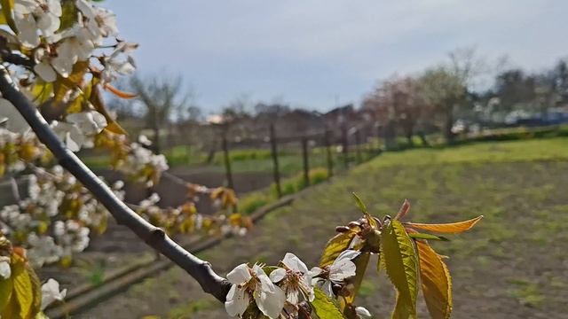 весна на Кубани...