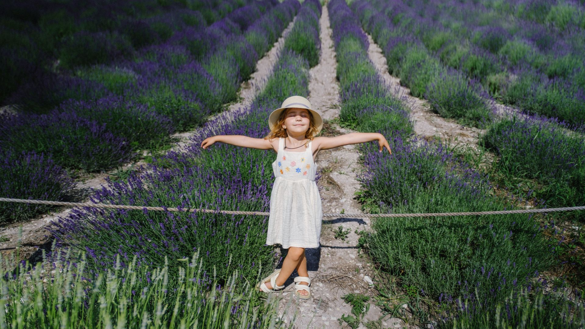 Лавандовые поля