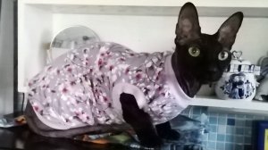 Во всех ты, Шанечка, нарядах хороша /Шаня-модница / подарочки от подруги