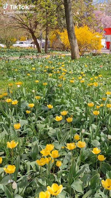Ростов-на-Дону снова тюльпановая столица. апрель 2026 тюльпаны ростовнадону городскаясреда