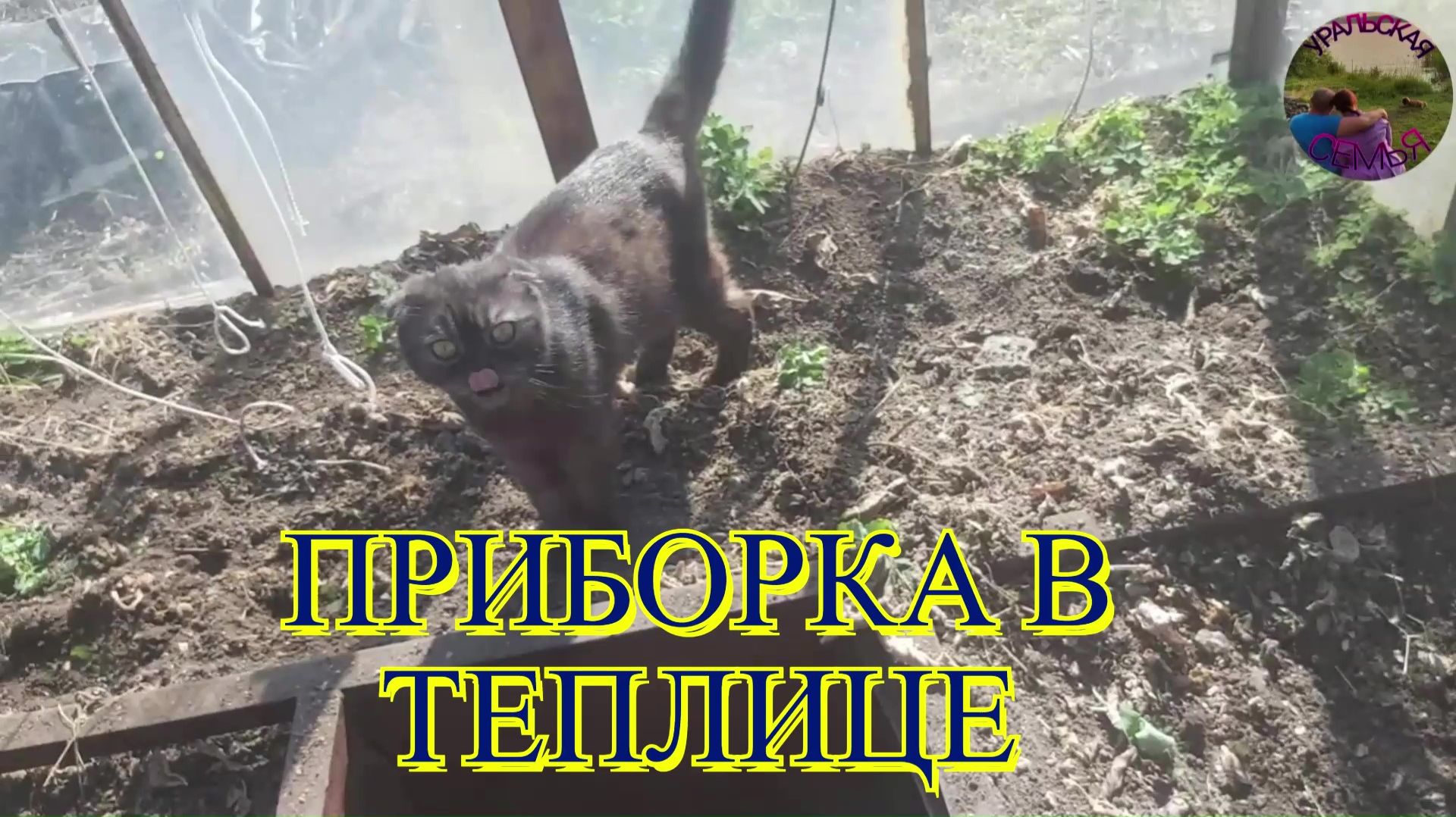 Убираю теплицу, а кошка — мой личный инспектор.